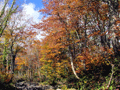 秋紅葉のブナの森