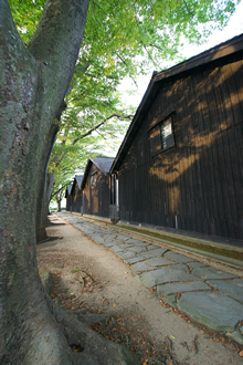 山居倉庫とケヤキ並木