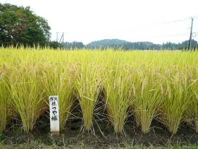 水田農業研究所で育成された水稲「つや姫」