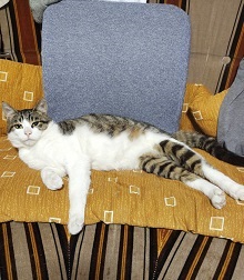 neko1